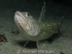 Sand Diver, PR. by Abimael Márquez 